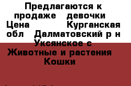 Предлагаются к продаже 2 девочки › Цена ­ 3 000 - Курганская обл., Далматовский р-н, Уксянское с. Животные и растения » Кошки   